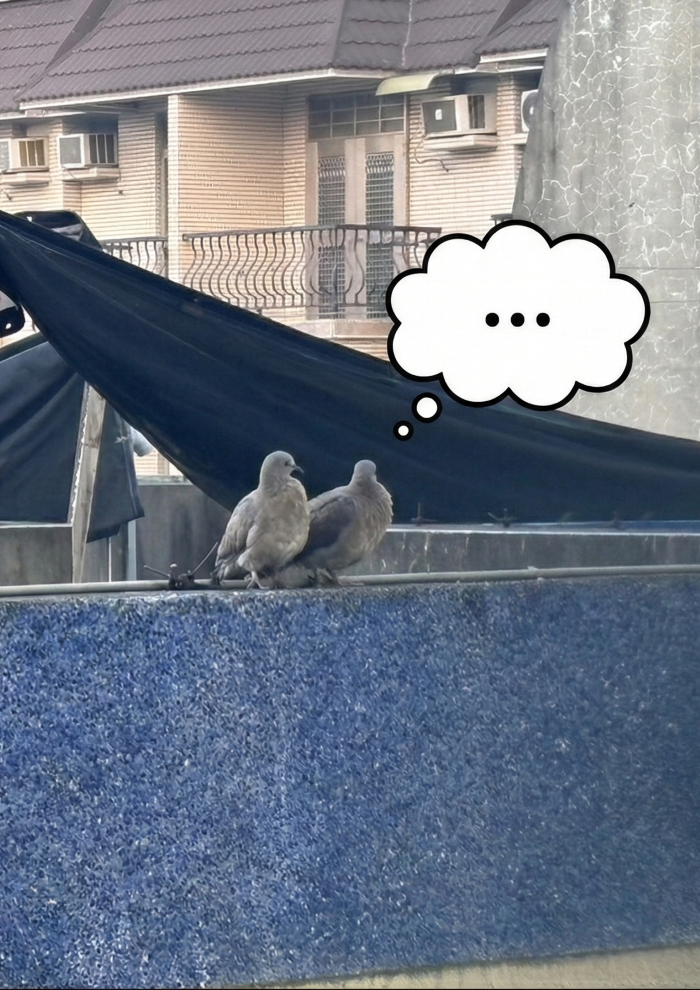 隔天早上傻眼的鴿子夫妻